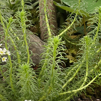 Rhodiola semenovii